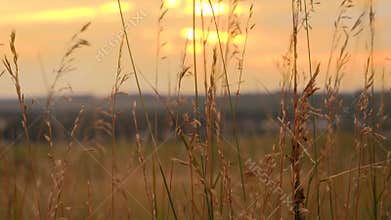 Tranquil landscape of sunset sun shining through high grass on field and waving under wind
