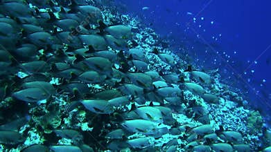 Slender row of school of fish of one species and diver in underwater ocean.