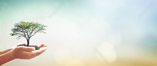 Cupped Hands Holding Growing Green Tree with Soil on Bright Blurred Panorama Background