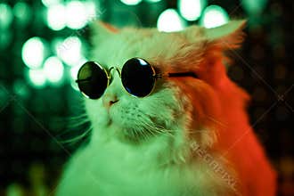 Portrait of disco furry cat in fashion eyeglasses on studio neon shining wall. Luxurious domestic kitty in glasses poses