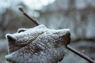 Dry apple leaf covered with hoarfrost