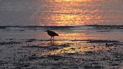 Silhouette heron bird walk at muddy coastline