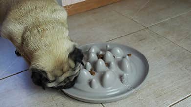 Pug dog eating kibble from a plastic food dish, designed to make dogs eat slower to prevent bloating. Close up slow dog feeding bo