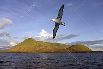 Albatross - Isabella Island - Galapagos Islands