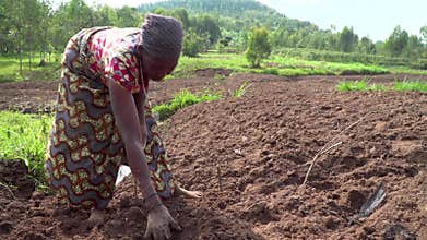 Nyundo, Rwanda, 14 May 2018 : Women harvesting and planting crops in central africa