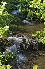 Smoky Mountain Stream