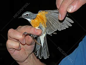 Perzische Roodborst, White-throated Robin, Irania gutturalis