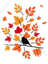 Fall leaves