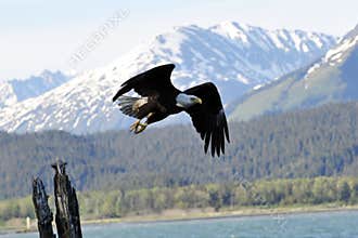 Bald Eagle in Alaska