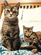 Tabby Cats on Bed, Mother and Daughter