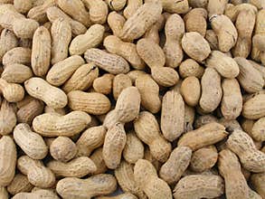 Peanuts