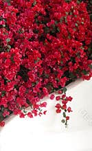 Bougainvillea
