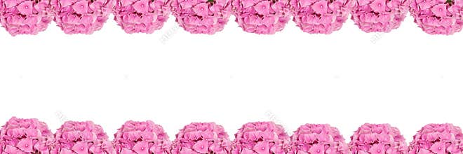 Pink Hydrangea flower borders on white background.