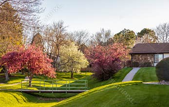 Cherry blossom trees in the small neighborhood park