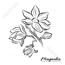 Line art Flower Magnolia on a white Background. Isolated Flowers with packaging