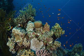 Reef scene - Red Sea