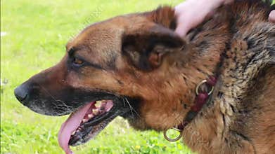 Dog German Shepherd Close Pet Tongue Out
