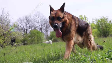 Dog German Shepherd Coming Green Grass Lawn Spring