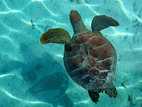 Marine turtle in Bora Bora