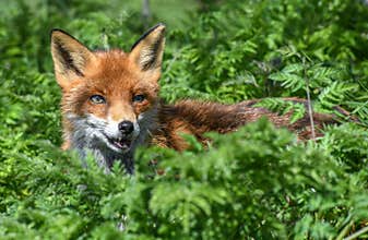 Red Fox -  Vulpes vulpes in undergrowth