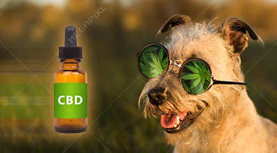 Funny dog with glasses - concept, CBD oil. Medical marijuana
