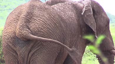 Elephant bull doing mud bath in Africa