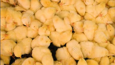 Daily chickens are a lot of broilers. Selective focus.