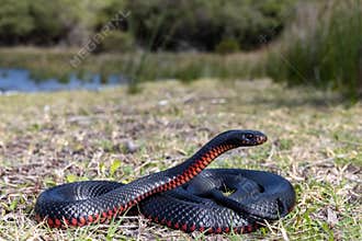 Red-bellied Black Snake