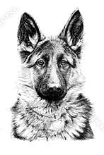 Hand drawn German Shepherd dog, sketch graphics monochrome illustration