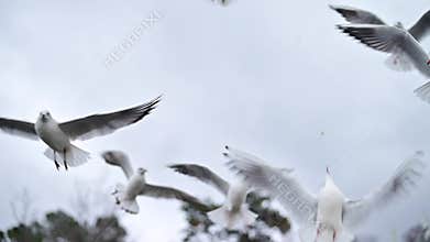Close-up of flying seagulls against a background of gray rain clouds. Slow motion.