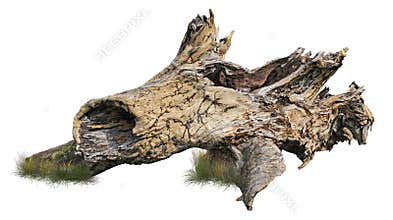 Cut out tree stump. Dead tree.