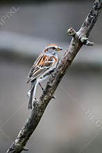 American Tree Sparrow - Spizelloides arborea