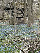 Signs of Spring with little blue flowers