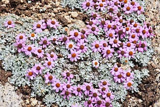 Wild flowers of high altitude, Himalayas