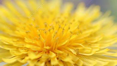 A bright yellow Dandelion macro. Close-up. Copy space.
