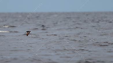 barn swallow slow motion flies over the waves and drinks water