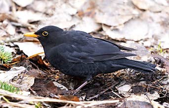 Common Blackbird Turdus Merula