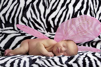 Baby with pink angel wings on zebra background