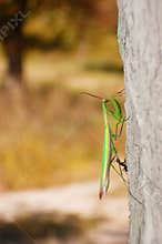 War ants and mantis