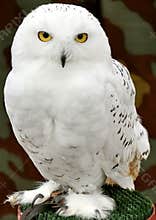 White owl