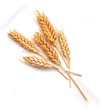 Wheat ears isolated