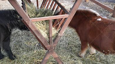 Ponies eat hay on the farm. Portraits of funny little horses
