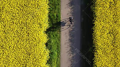 Aerial shot directly above a cyclist riding through a canola field