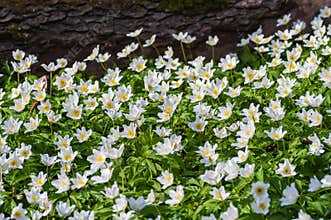 Blooming field of white flowers of wood anemone by old big tree trunk