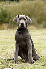 Blue Great Dane Puppy dog