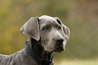 Blue Great Dane Puppy.