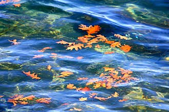 Autumn Oak Leaves Floating on Water