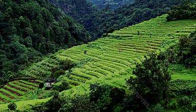 Rice terrace