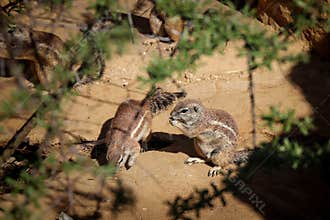 Portrait of European ground squirrel standing on hind paws holding vegetable salad with paws and eating it. Cute rodent snacks on