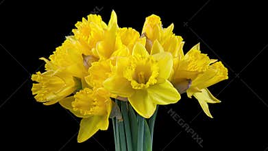 4K Time Lapse of flowering daffodil
